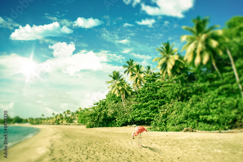 Tropical beach with a flamingo looking for food