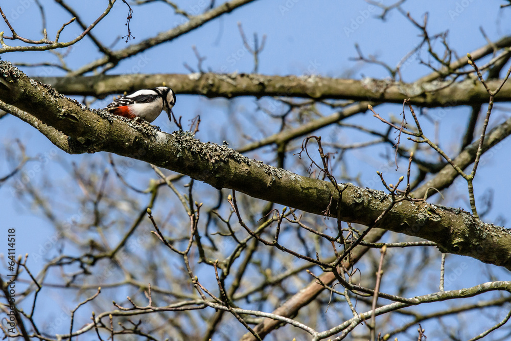 Woodpecker looking for food in a tree Woodpecker looking for food in a tree