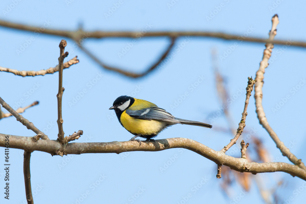 Parus Major sitting on a twig at springtime