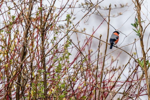 Bullfinch sitting on a twig in a bush