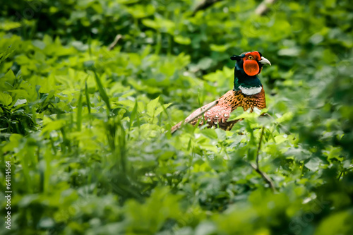 Pheasant male in nature photo