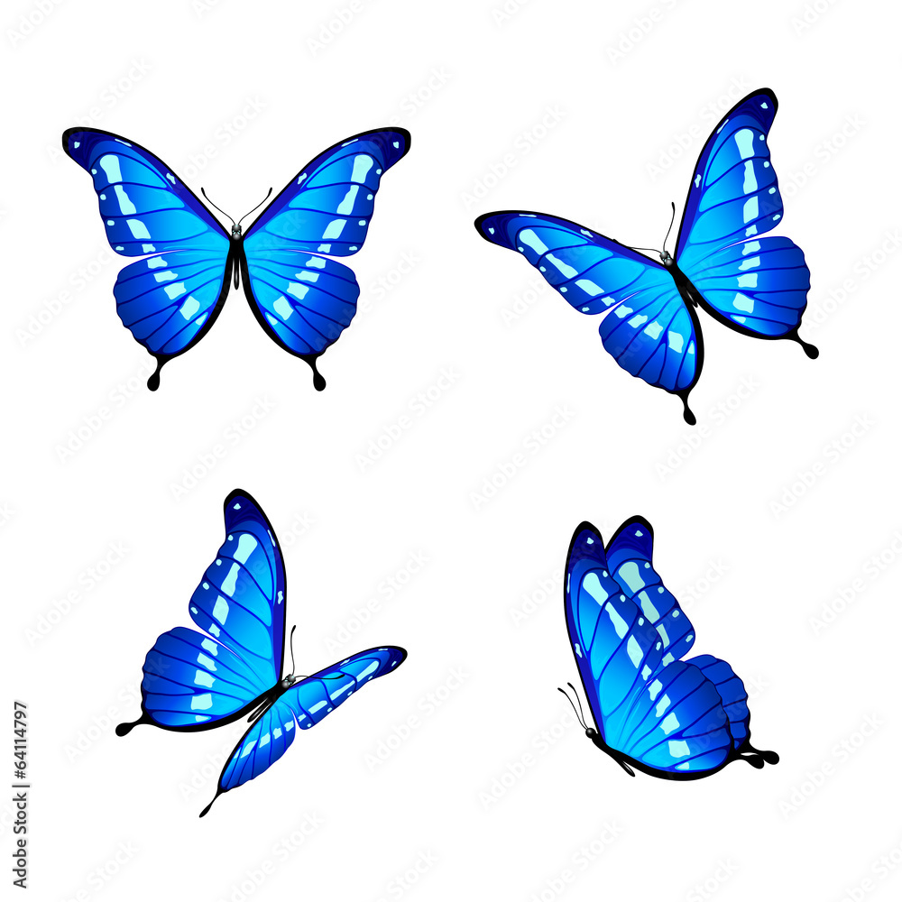 Obraz premium Blue butterflies