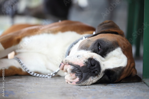 cane boxer che dorme photo