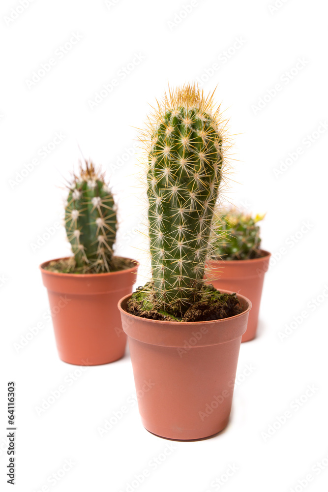 Collection of cactus, isolated on white Collection of cactus, isolated on white