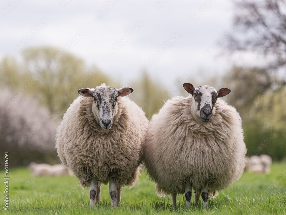 Naklejka premium sheep standing in meadow
