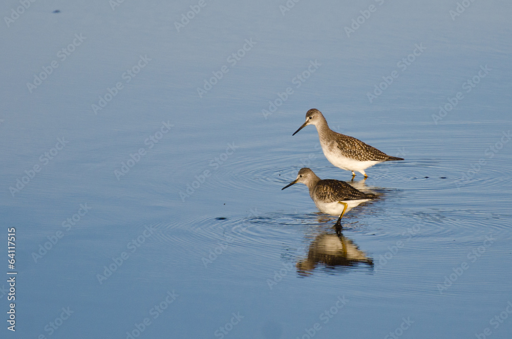Two Sandpiper in Shallow Water Two Sandpiper in Shallow Water