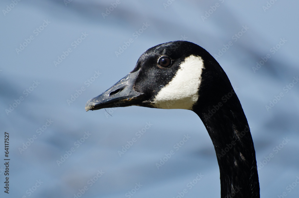 Close Up Profile of Canada Goose Close Up Profile of Canada Goose