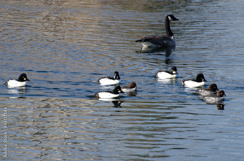 Common Goldeneye Ducks Swimming on the Water Common Goldeneye Ducks Swimming on the Water