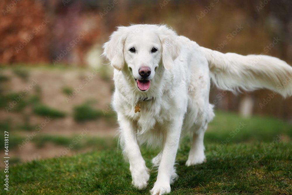 White golden retriever