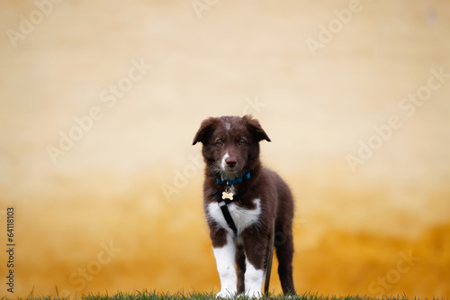 Brown border collie puppy