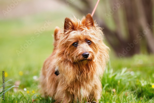 Obraz na płótnie Australian Terrier