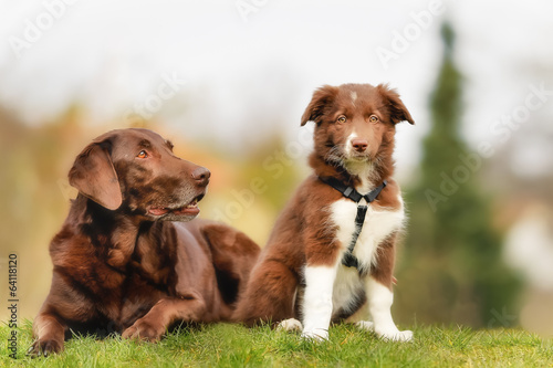 Fototapeta Naklejka Na Ścianę i Meble -  Adult dog and puppy