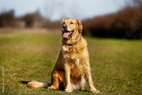 Purebred dog on grass field