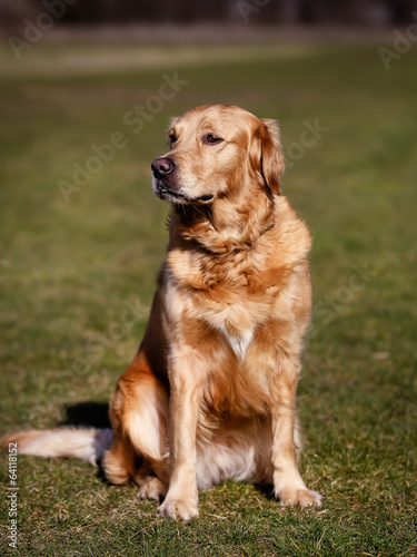 Purebred dog looking away from camera