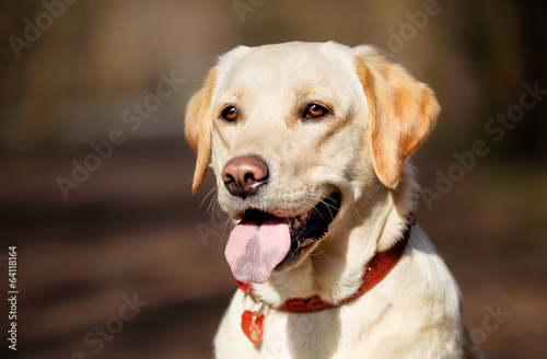 Pedigree dog with dog necklace