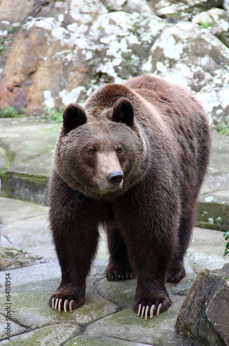 Brown bear
