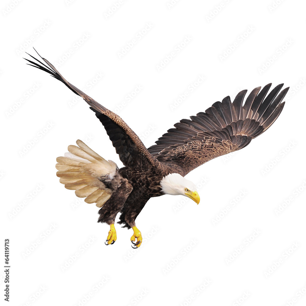 Fototapeta premium Bald eagle isolated on white background.