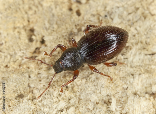 Barypeithes weevil on wood