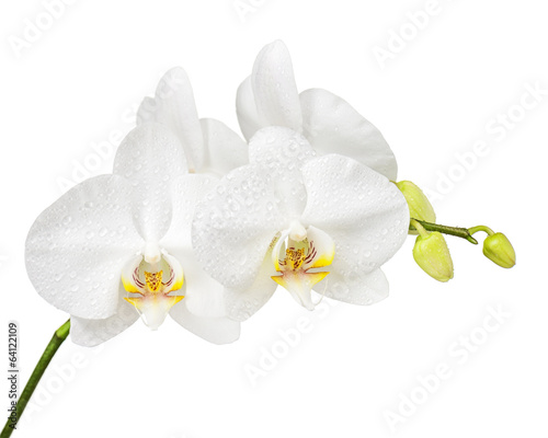 Fife day old white orchid isolated on white background.