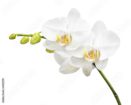 Fototapeta Naklejka Na Ścianę i Meble -  Three day old orchid isolated on white background.