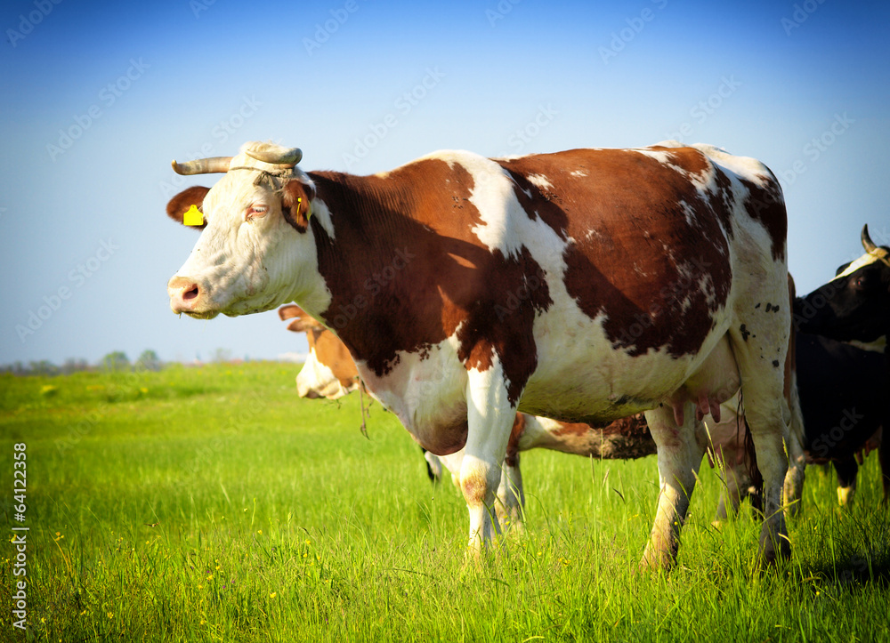 Cow on a green summer meadow