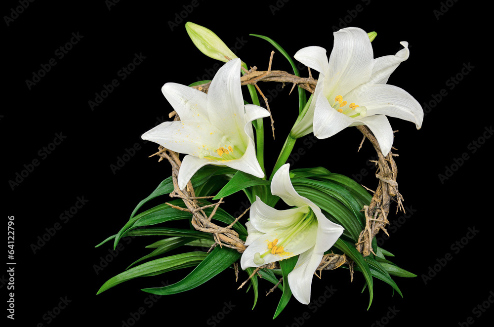 Easter lily with crown of thorns Easter lily with crown of thorns