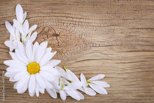 Fototapeta Naklejka Na Ścianę i Meble -  Chamomile flower with petals over old wood background. Daisy