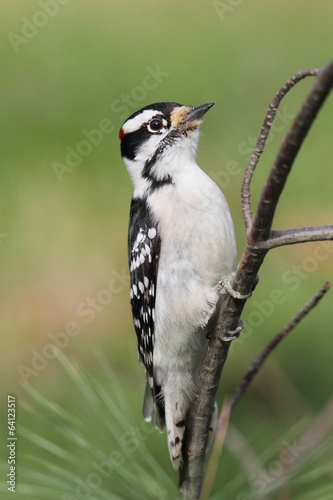 Downy Woodpeckers (Picoides pubescens)