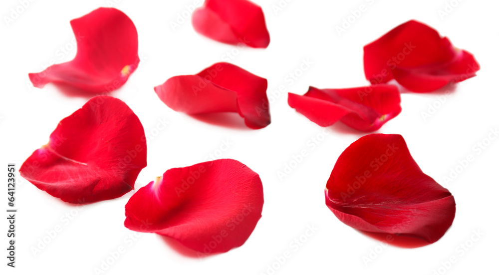 Naklejka premium Beautiful red rose petals, isolated on white