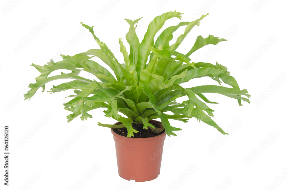 Nephrolepis biserrata Scott fern isolated on white background Nephrolepis biserrata Scott fern isolated on white background