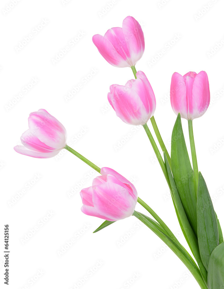 Beautiful tulips in bucket isolated on white Beautiful tulips in bucket isolated on white