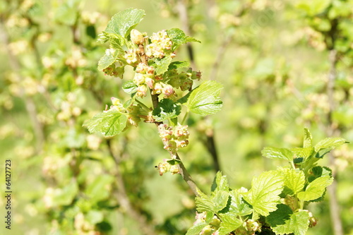 Detail of fruits of currant bush