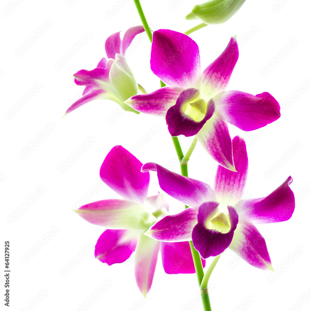 Orchind isolated white background Orchind isolated white background