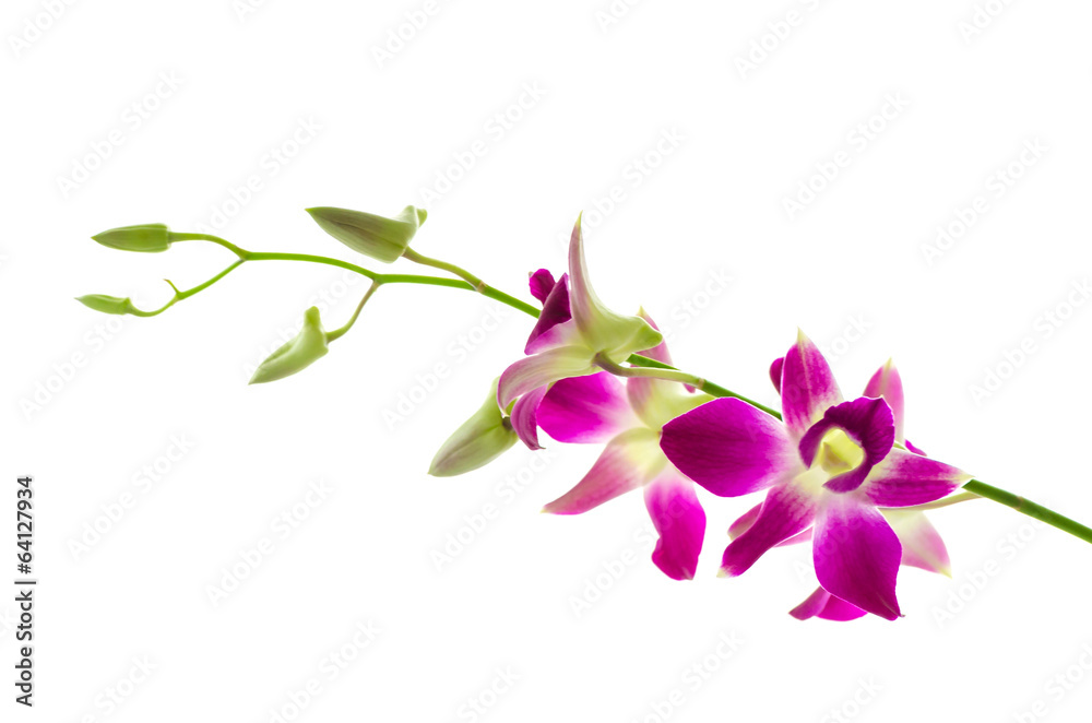 Orchind isolated white background Orchind isolated white background