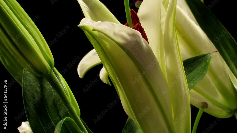 White Lily Timelapse White Lily Timelapse