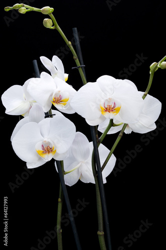 White orchid isolated on black