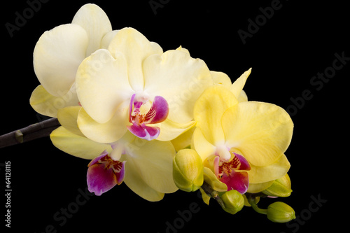 Yellow orchid isolated on black background