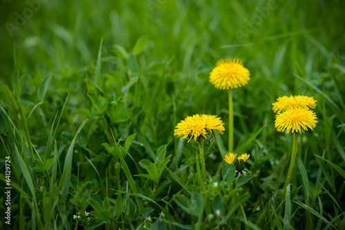 Yellow dandelion and grass on a spring day