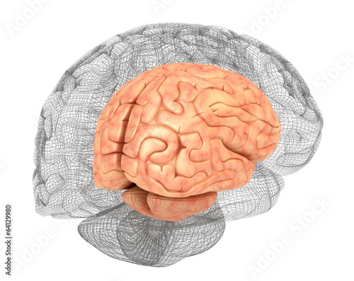 Human brain and 3D model