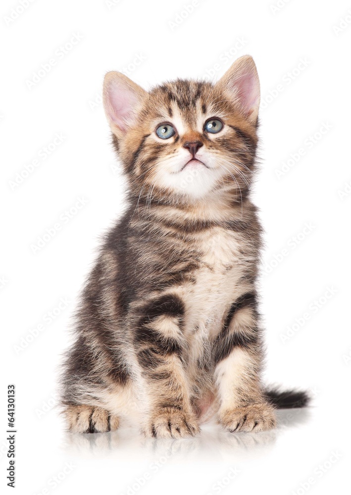 Little tabby Little tabby