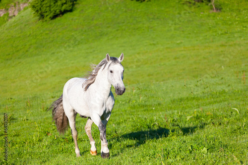 gray horse is grazed on a green meadow © Shchipkova Elena