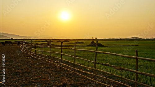Vietnam countryside scenery at sunset with sun, bamboo fence, pa