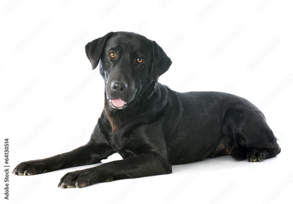 labrador retriever labrador retriever