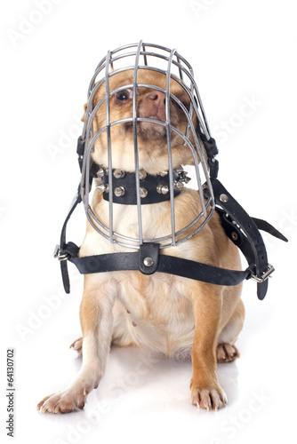 chihuahua in muzzle