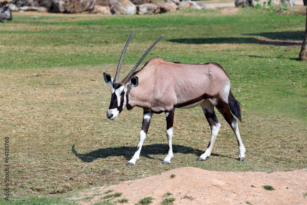 Obraz premium Oryx