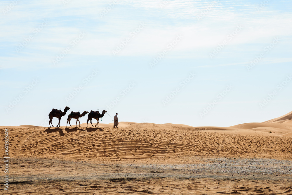 Camels walking at erg shebby in morocco