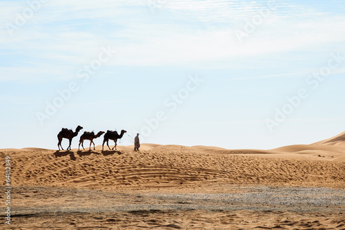 Camels walking at erg shebby in morocco © takepicsforfun