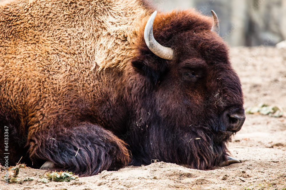 American Bison (Bison Bison) or Buffalo American Bison (Bison Bison) or Buffalo