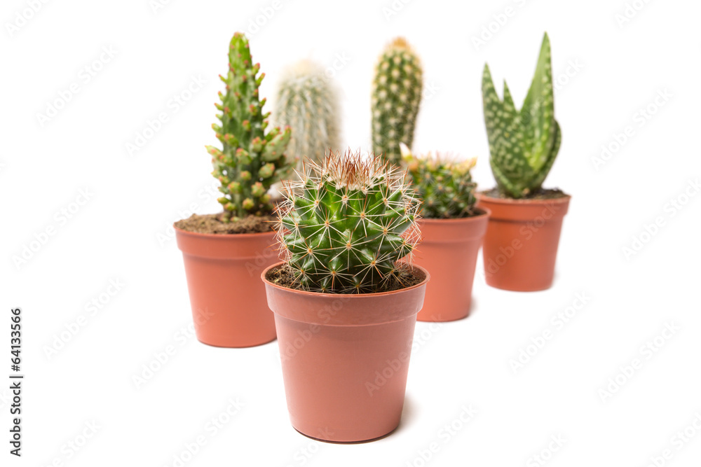 Collection of cactus, isolated on white