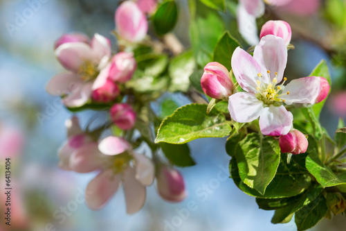 Apple blossom